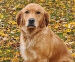 Small Photo #1 Golden Retriever Puppy For Sale in TAOPI, MN, USA