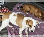 Small #1 American Pit Bull Terrier Mix