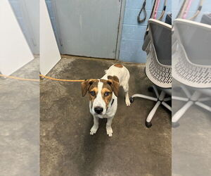 Connor - Male Mutt Dog for Adoption - Photo #3