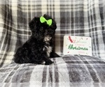 Small #3 YorkiePoo
