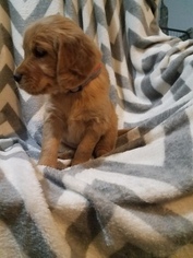 Golden Retriever Puppy for sale in WEST MILTON, OH, USA