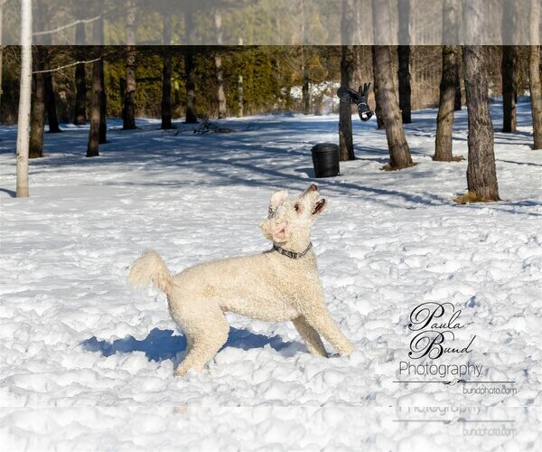 Medium Photo #1 Poodle (Standard) Puppy For Sale in Bowmanville, Ontario, Canada