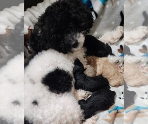 Mother of the Poodle (Toy) puppies born on 01/08/2024