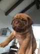 Small Photo #8 Dogue de Bordeaux Puppy For Sale in BRIAROAKS, TX, USA