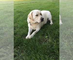 Mother of the Labrador Retriever puppies born on 10/24/2024