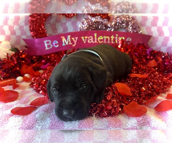 Medium Photo #1 Labrador Retriever Puppy For Sale in CLEVELAND, TN, USA
