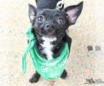 Small #5 Chihuahua Mix