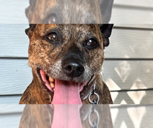Dachshund-Jack Russell Terrier Mix Dogs for adoption in Springdale, PA, USA