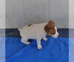 Small Photo #2 Jack Russell Terrier Puppy For Sale in FORT COLLINS, CO, USA