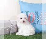 Small #3 Bichon Frise