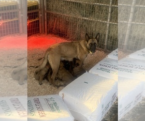 Belgian Malinois Puppy for sale in PILOT HILL, CA, USA