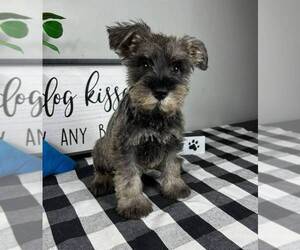 Schnauzer (Miniature) Puppy for sale in FRANKLIN, IN, USA