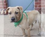Small #4 Mutt