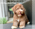 Small #5 Havanese-Poodle (Toy) Mix