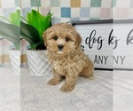 Small #2 Cavapoo (Miniature)