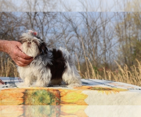 Medium Photo #20 Shih Tzu Puppy For Sale in DYERSBURG, TN, USA