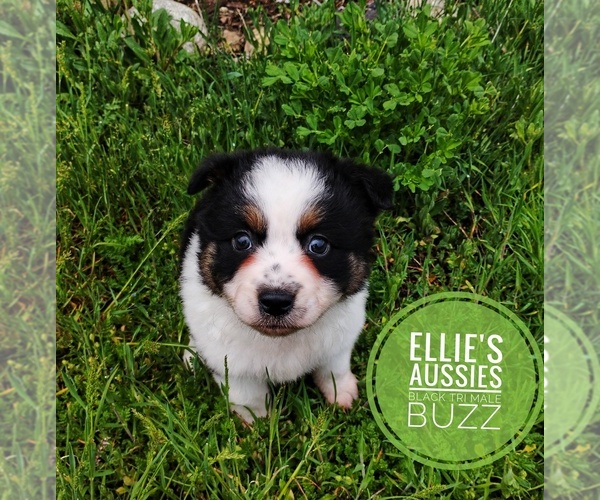 Medium Photo #2 Miniature Australian Shepherd Puppy For Sale in KETTLE FALLS, WA, USA