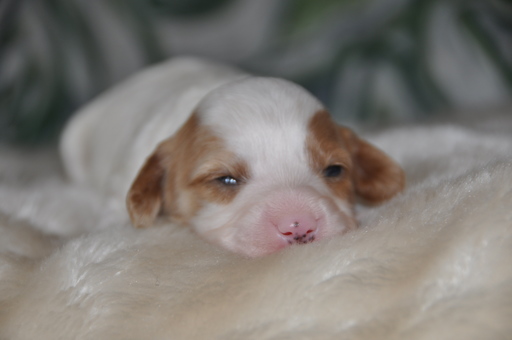 Medium Photo #4 Cavapoo Puppy For Sale in PHOENIX, AZ, USA