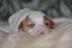 Small Photo #4 Cavapoo Puppy For Sale in PHOENIX, AZ, USA