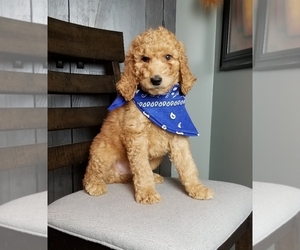 Goldendoodle Puppy for sale in GREENWD, IN, USA