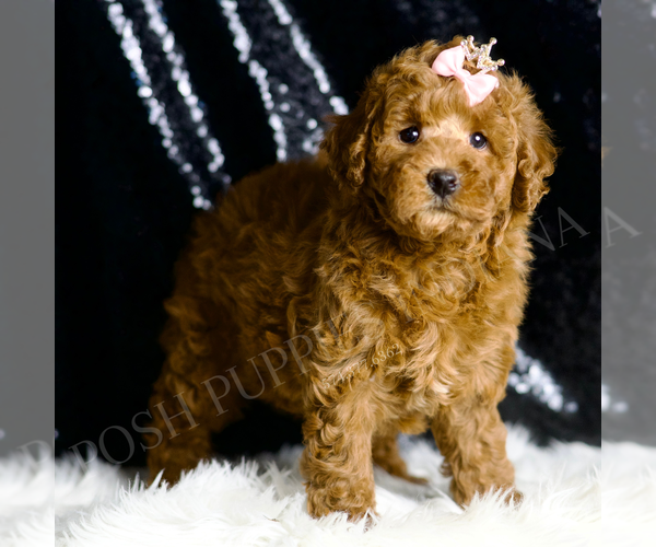 Medium Photo #4 Goldendoodle Puppy For Sale in WARSAW, IN, USA