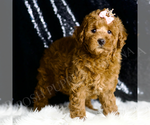 Small #3 Goldendoodle