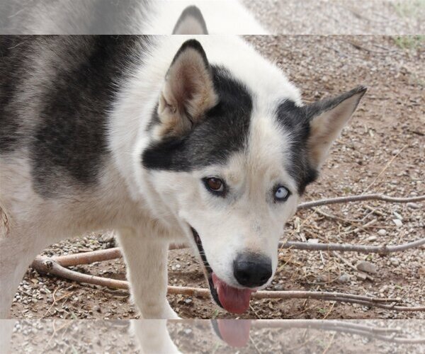 Medium Photo #3 Siberian Husky Puppy For Sale in Cedar Crest, NM, USA