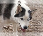 Small #2 Siberian Husky