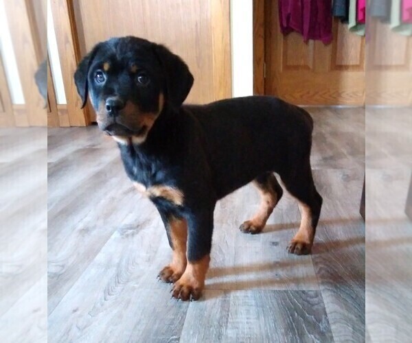 Medium Photo #4 Rottweiler Puppy For Sale in FREDERICKSBURG, OH, USA