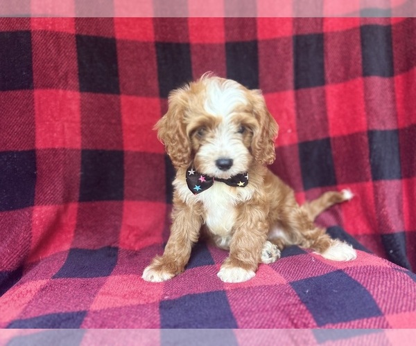 Medium Photo #2 Cavapoo Puppy For Sale in LAKELAND, FL, USA