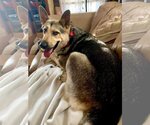 Small #5 German Shepherd Dog Mix