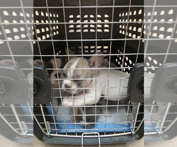 Medium Photo #6 French Bulldog Puppy For Sale in ASHLAND, OH, USA