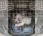 Small #5 French Bulldog
