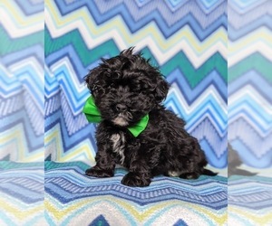 Havanese-Poodle (Toy) Mix Puppy for sale in ELKTON, MD, USA