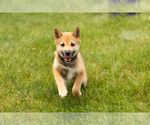 Small Photo #27 Shiba Inu Puppy For Sale in MILLERSBURG, IN, USA