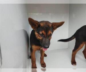 German Shepherd Dog-Unknown Mix Dogs for adoption in Houston, TX, USA