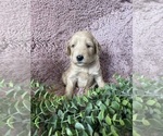 Small Photo #4 Goldendoodle Puppy For Sale in FLOWERY BRANCH, GA, USA