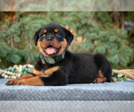 Puppy Kiki Rottweiler
