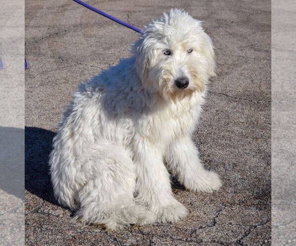 Medium Photo #3 Labradoodle Puppy For Sale in Huntley, IL, USA