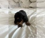 Small Photo #3 Dachshund Puppy For Sale in SAN DIEGO, CA, USA