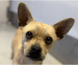 Faux Frenchbo Bulldog Dogs for adoption in Studio City, CA, USA