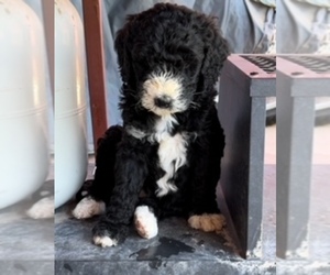 Bernedoodle Puppy for sale in ROSWELL, NM, USA