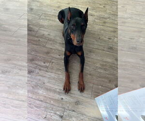 Doberman Pinscher Dogs for adoption in Buffalo, MN, USA