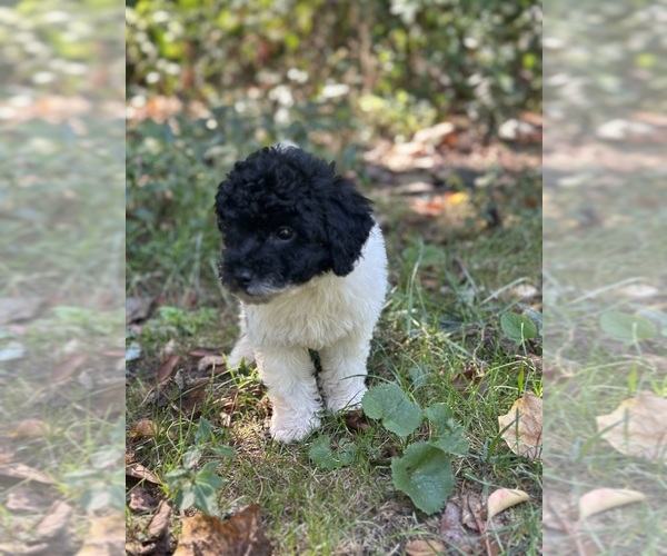 Medium Photo #9 Poodle (Toy) Puppy For Sale in BRONX, NY, USA