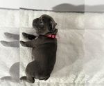 Small #5 French Bulldog