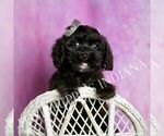 Small #5 Cavapoo (Miniature)