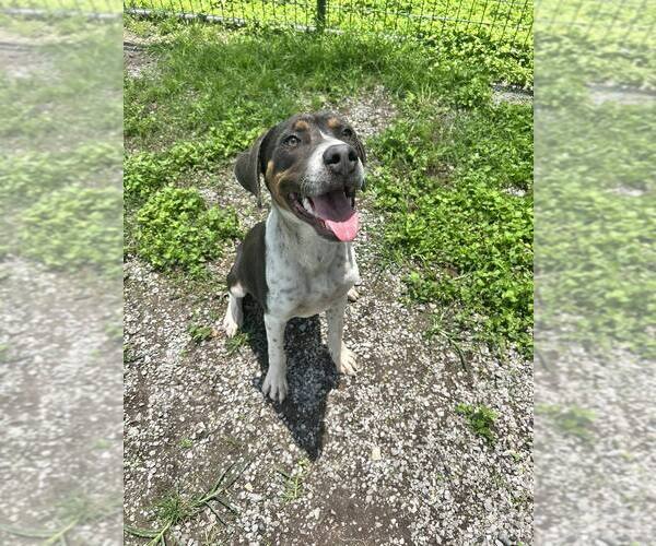 Medium Photo #6 Mutt Puppy For Sale in Abbeville, LA, USA