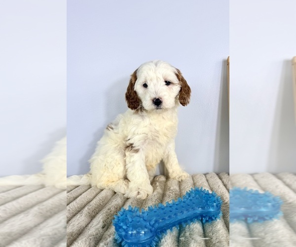 Medium Photo #4 Goldendoodle (Miniature) Puppy For Sale in GREENFIELD, IN, USA