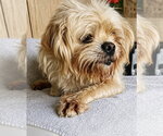 Small #1 Shih Apso