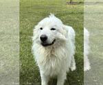 Small Great Pyrenees Mix